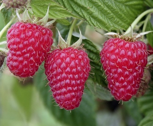 Maline